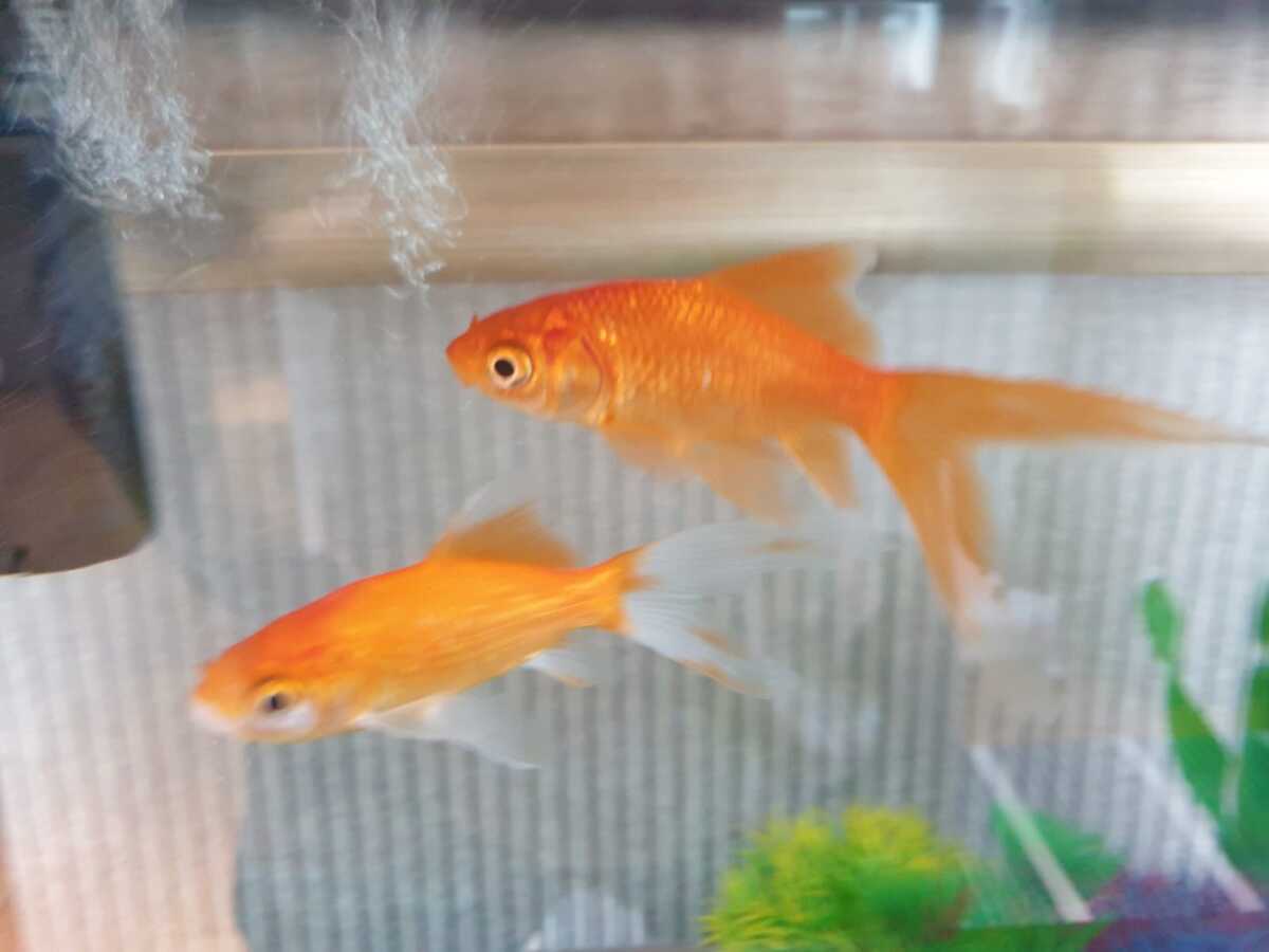 Bluey & Bingo